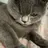卢猫猫809